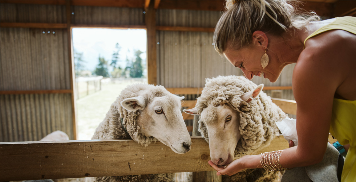 Paradise Sheep Feeding 1156x590